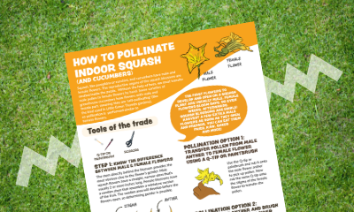 Pollination How-To (Male & Female Flowers)