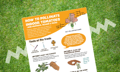 Pollination How-To (self-pollinating flowers)