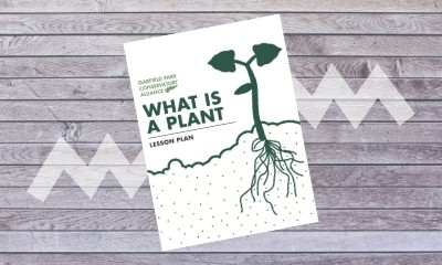 What is a plant?