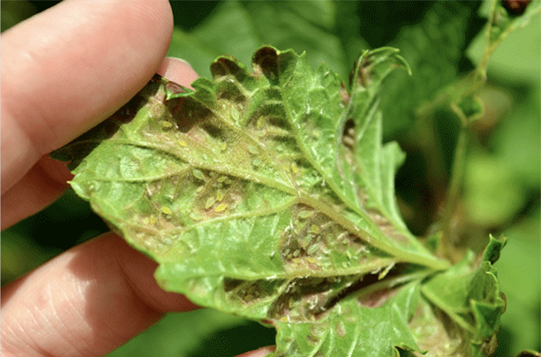 Aphid