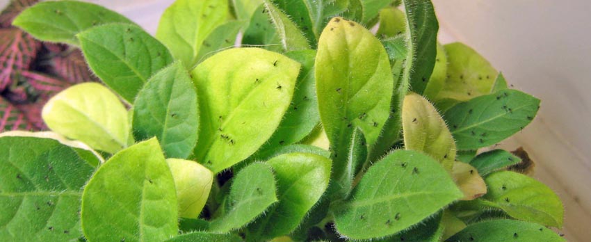 Fungus-Gnats