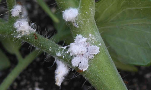 Mealybugs