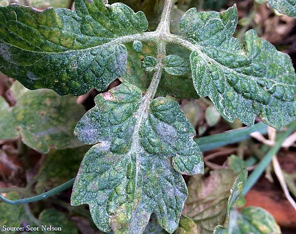 Powdery Mildew