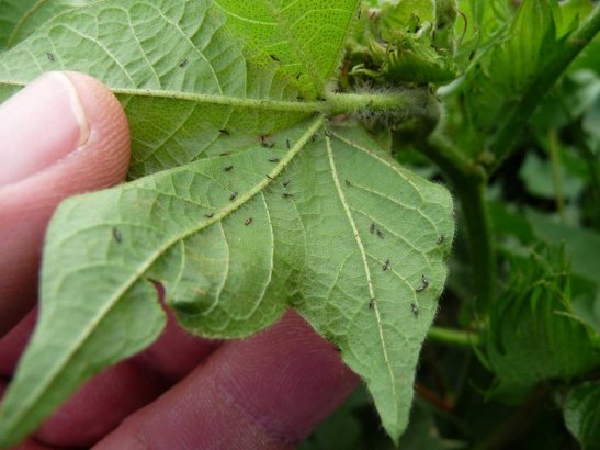 Thrips on the underside of a leaf