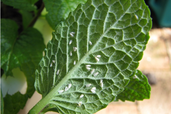 Whiteflies-Large