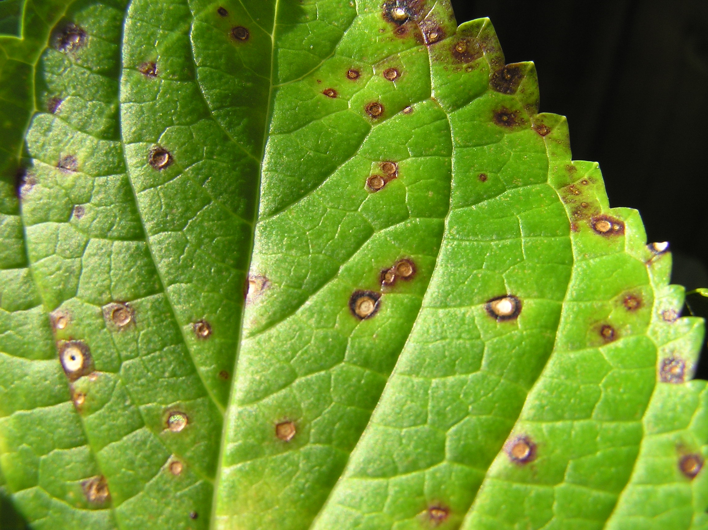 cercospora_hydrangea