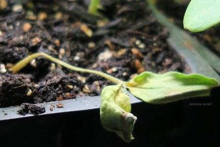 damping-off-cucumber-seedling-aj-web