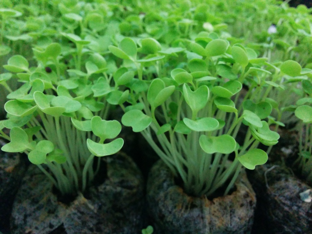 lgt_Crowded Plants