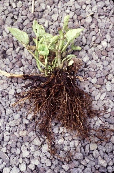 root-rot-395x600