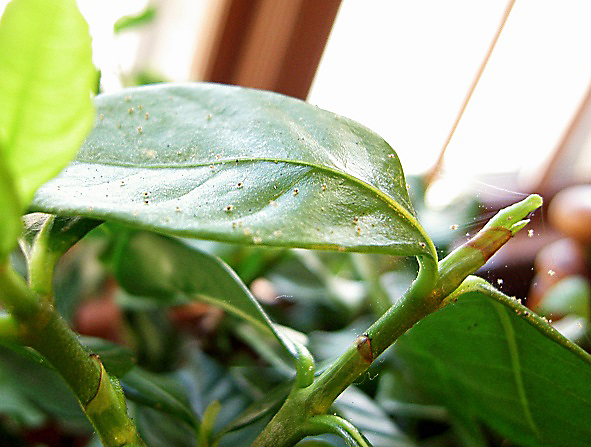 sb_us_t_21_Spidermites-gardenia