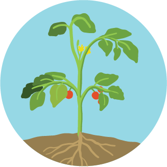 stage_4_-_plant_parts3x_0